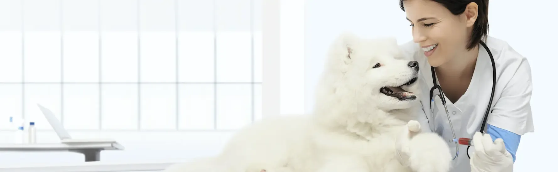 Insuficiencia renal en perros: esperanza de vida y benaceprilo