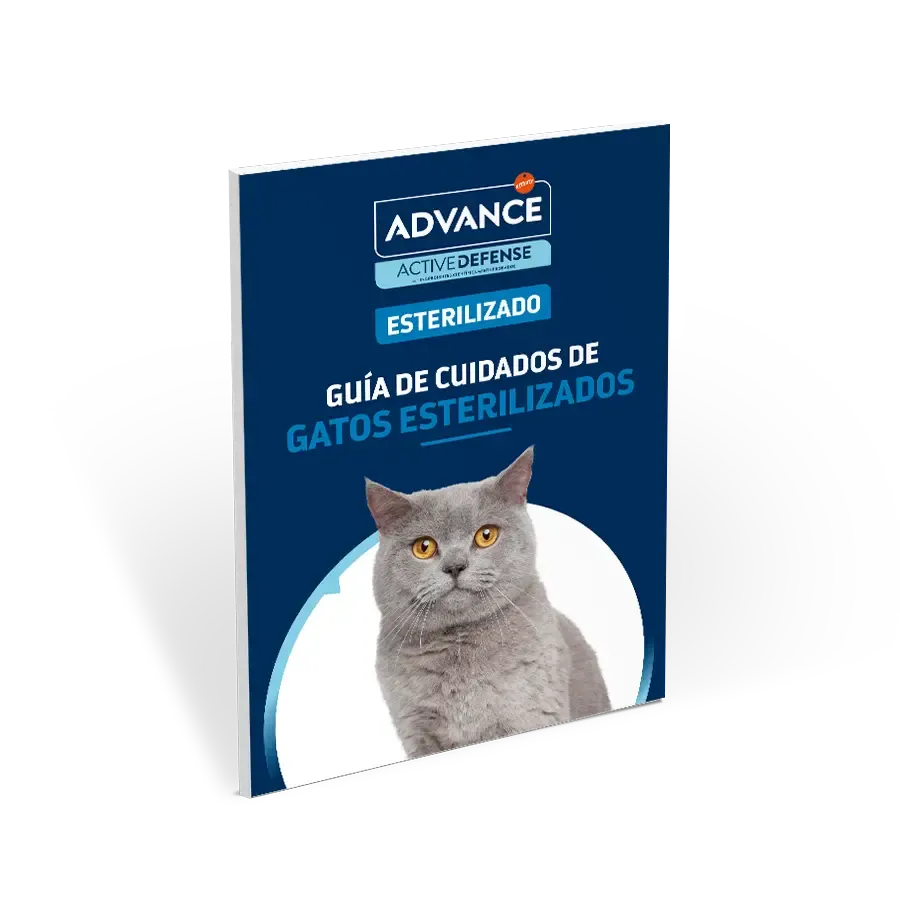 Guía de cuidados de gatos esterilizados