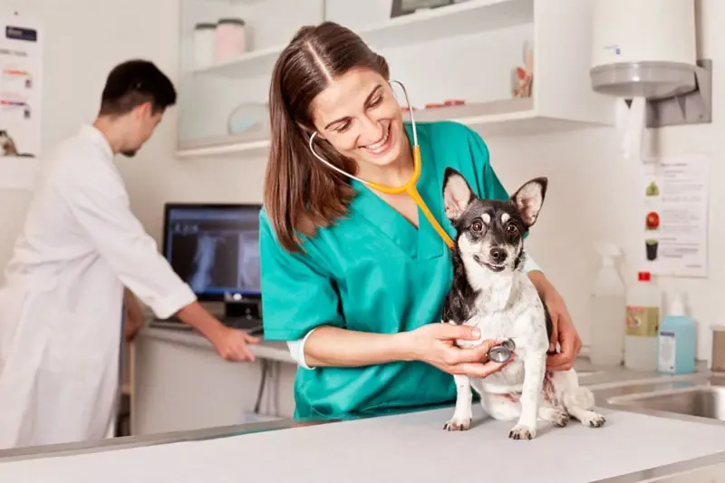 Osteoarthrosis in dogs and cats: medical treatment