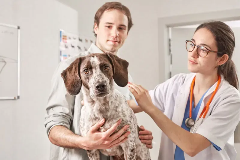 Hemilaminectomia como tratamento de protusão de disco intervertebral