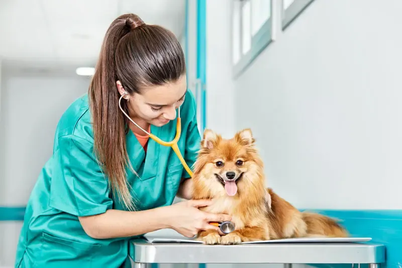 Regurgitation in dogs: diagnostic approach