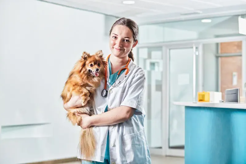 How to train a puppy: veterinary advice