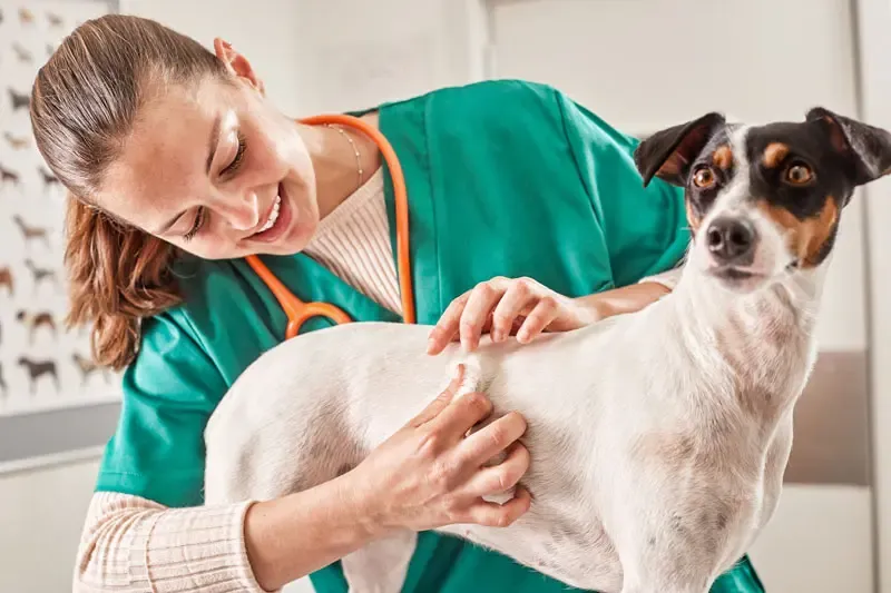 Teigne chez le chien : les techniques de détection de la dermatophytose nodulaire