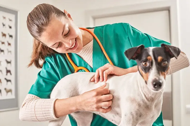 Utilidade do tricograma em cães com problemas dermatológicos