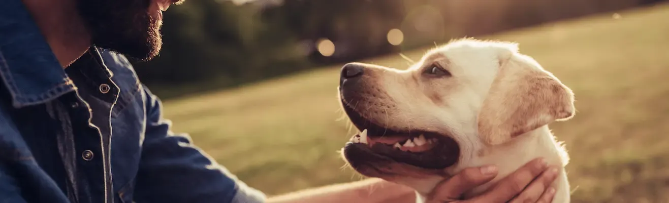 Sequelae of canine parvovirus