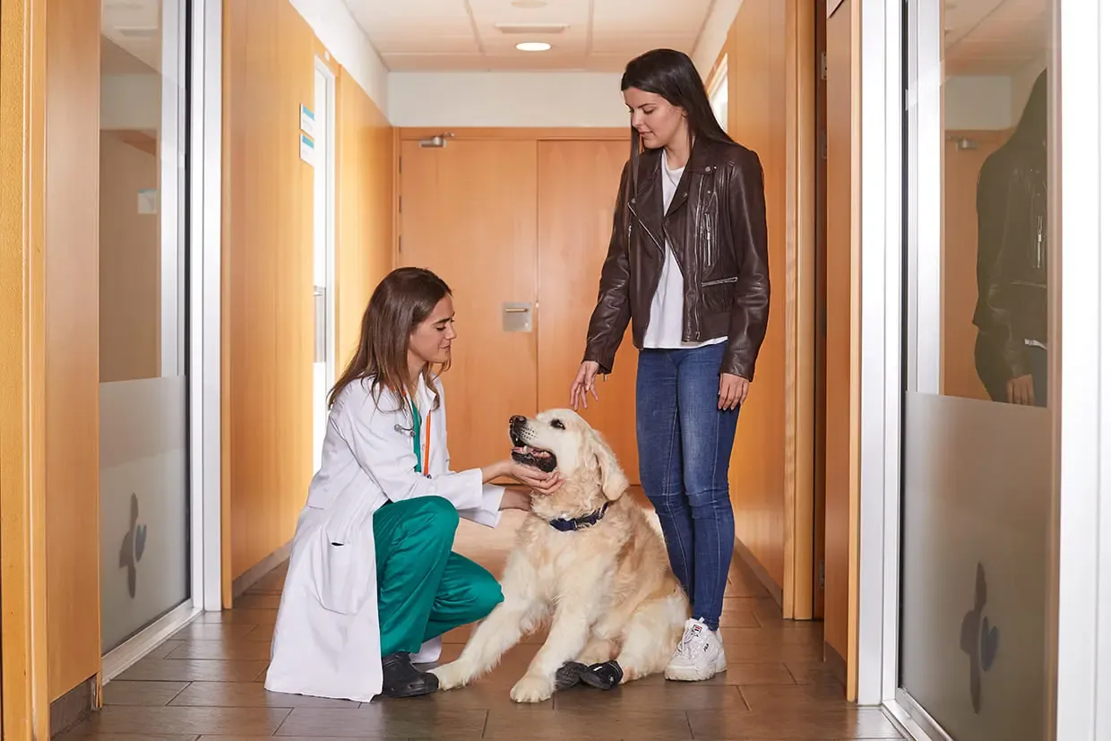 Psicologo per cani: paura dei rumori forti