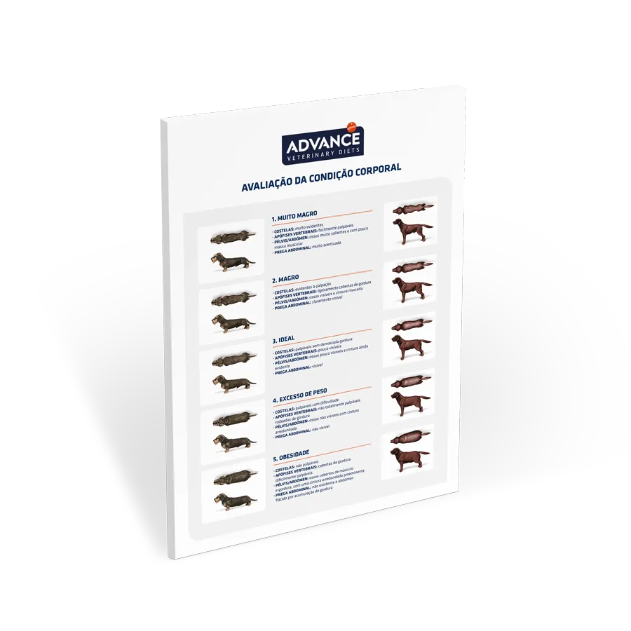 poster-avaliação-estado-corporal poster-avaliação-estado-corporal