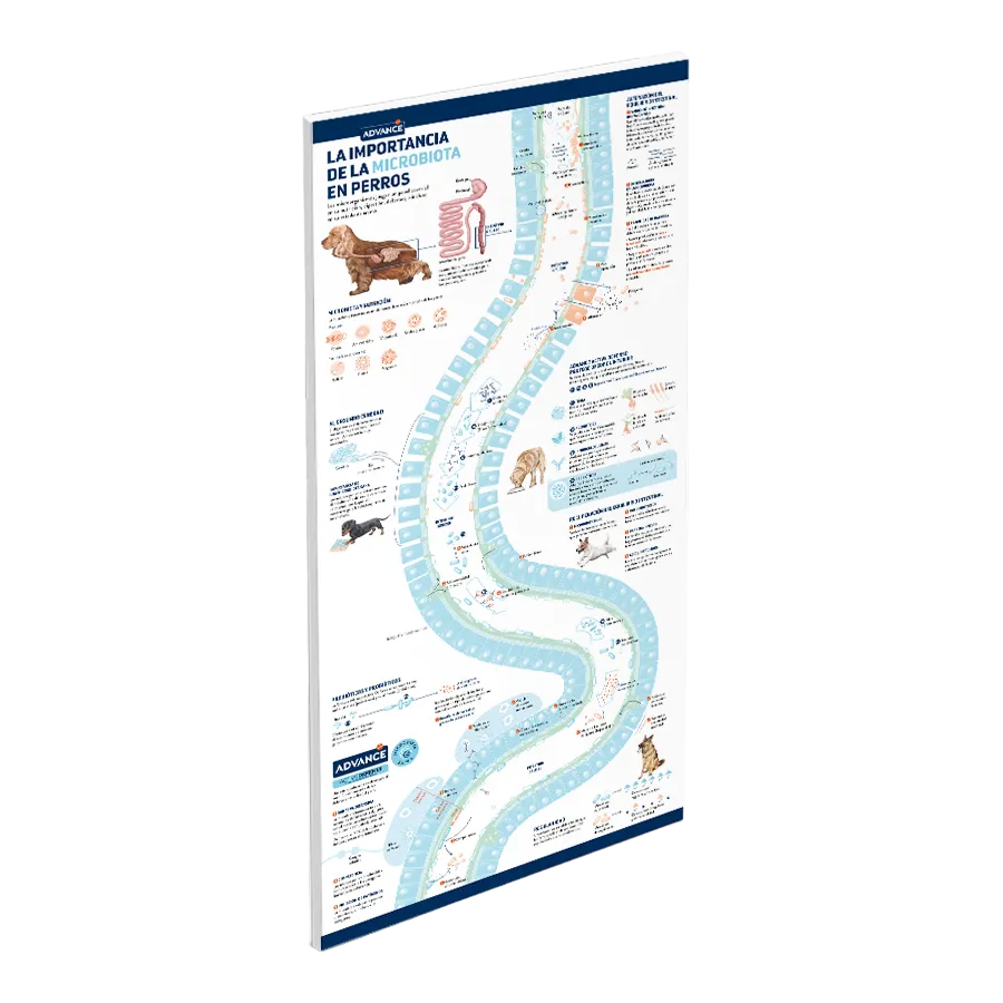 miniatura_ADV_Infografia-Photoroom.png-Photoroom