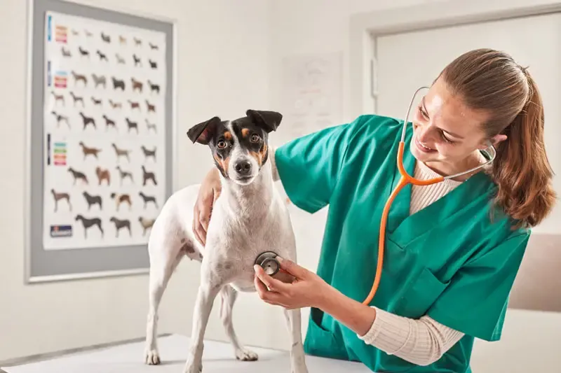 Étiologie et évolution à long terme de la forme juvénile de l'épilepsie chez le chien