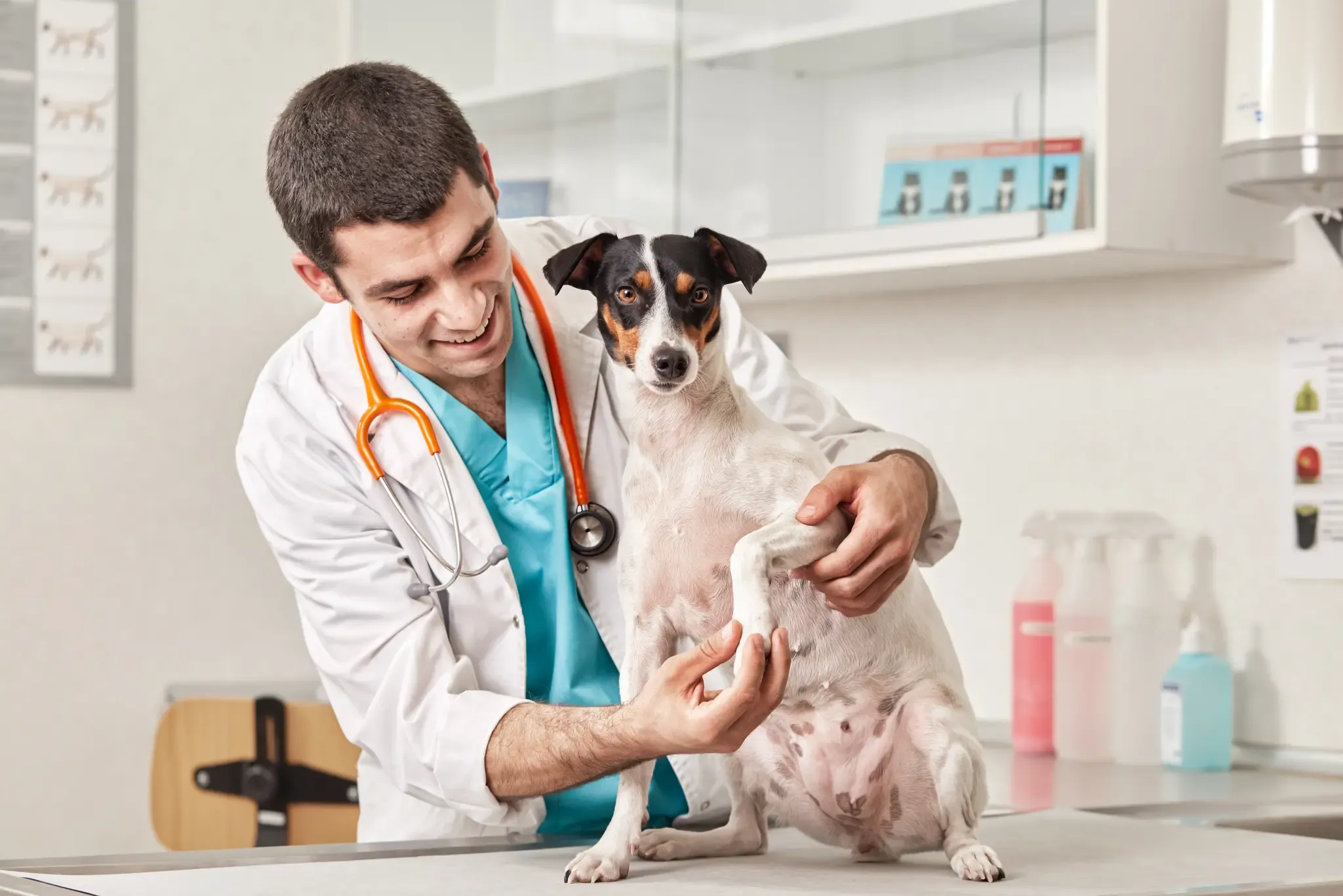 Heridas en las patas de los perros más frecuentes