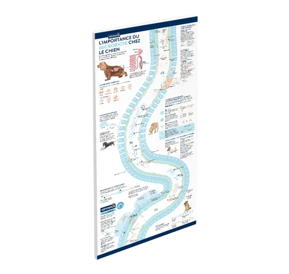 Infographie: Importance du microbiote chez le chien