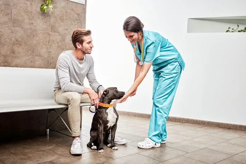 Diete speciali nella gestione dei cani obesi