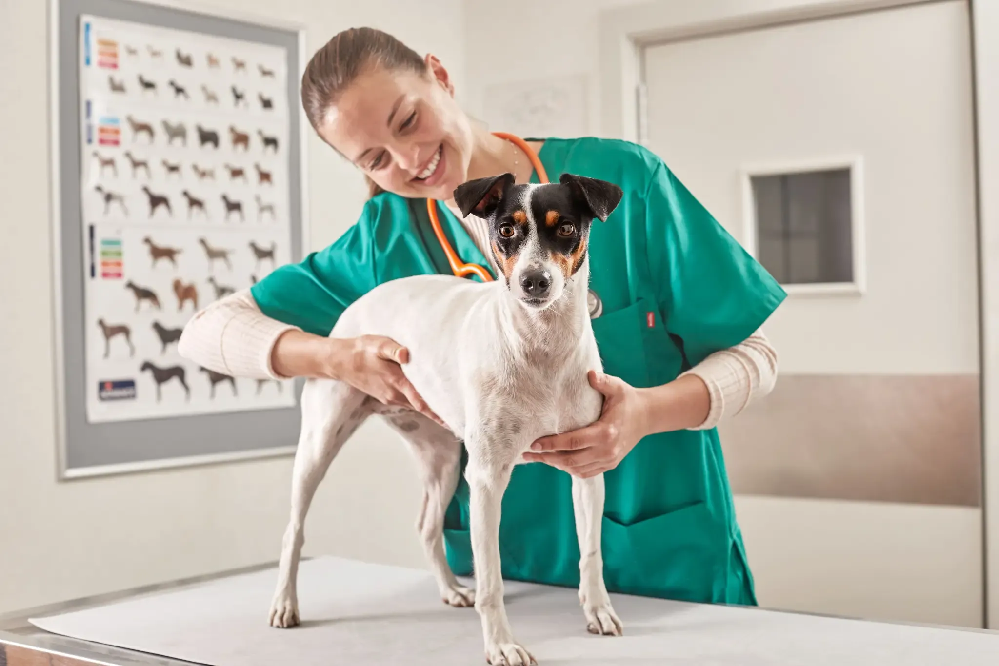 Allergies in dogs: Clinical signs and diagnostic assessment