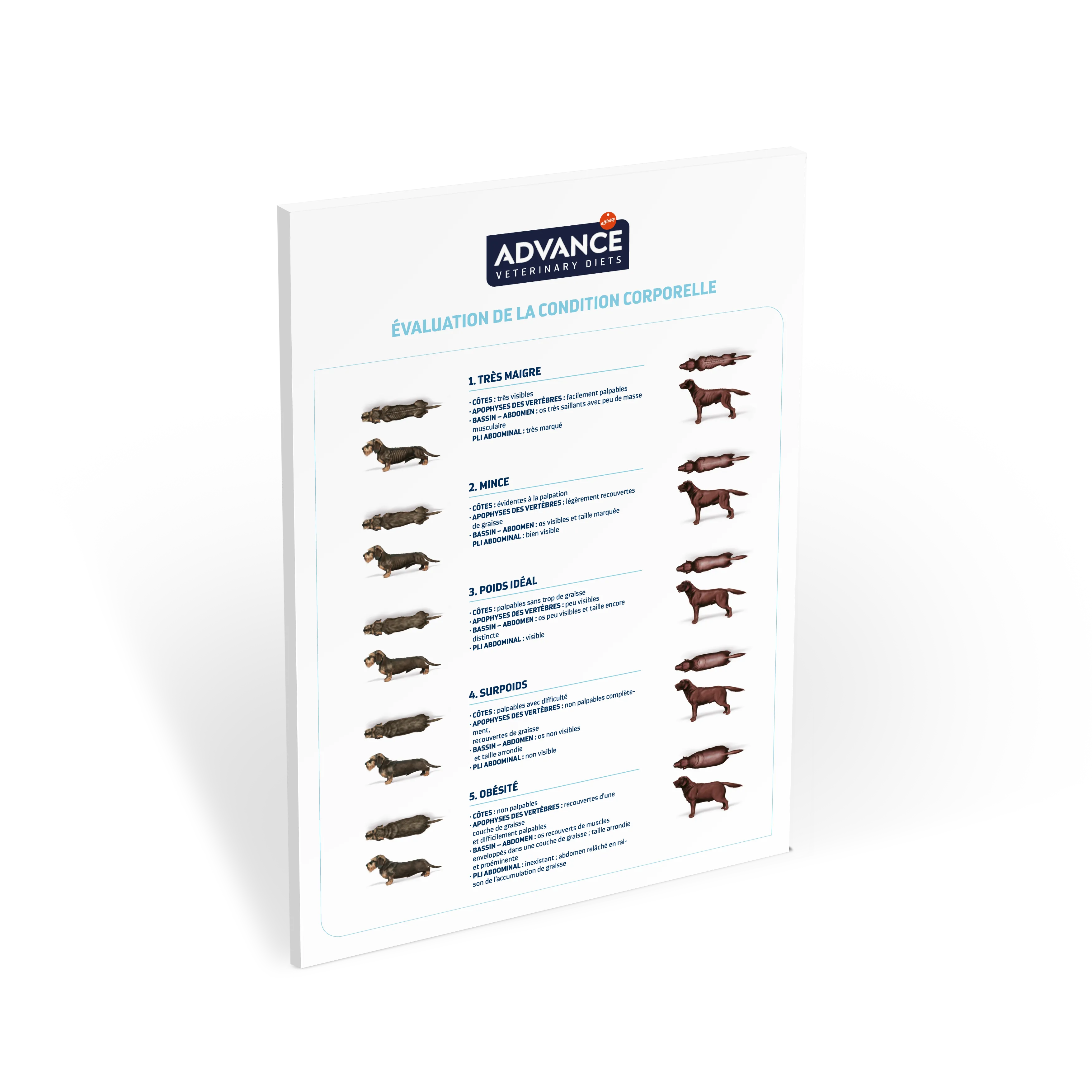 Miniatura_New_Poster_AFFINITY_CondicionCorporal_Perros_090919_FR Miniatura_New_Poster_AFFINITY_CondicionCorporal_Perros_090919_FR