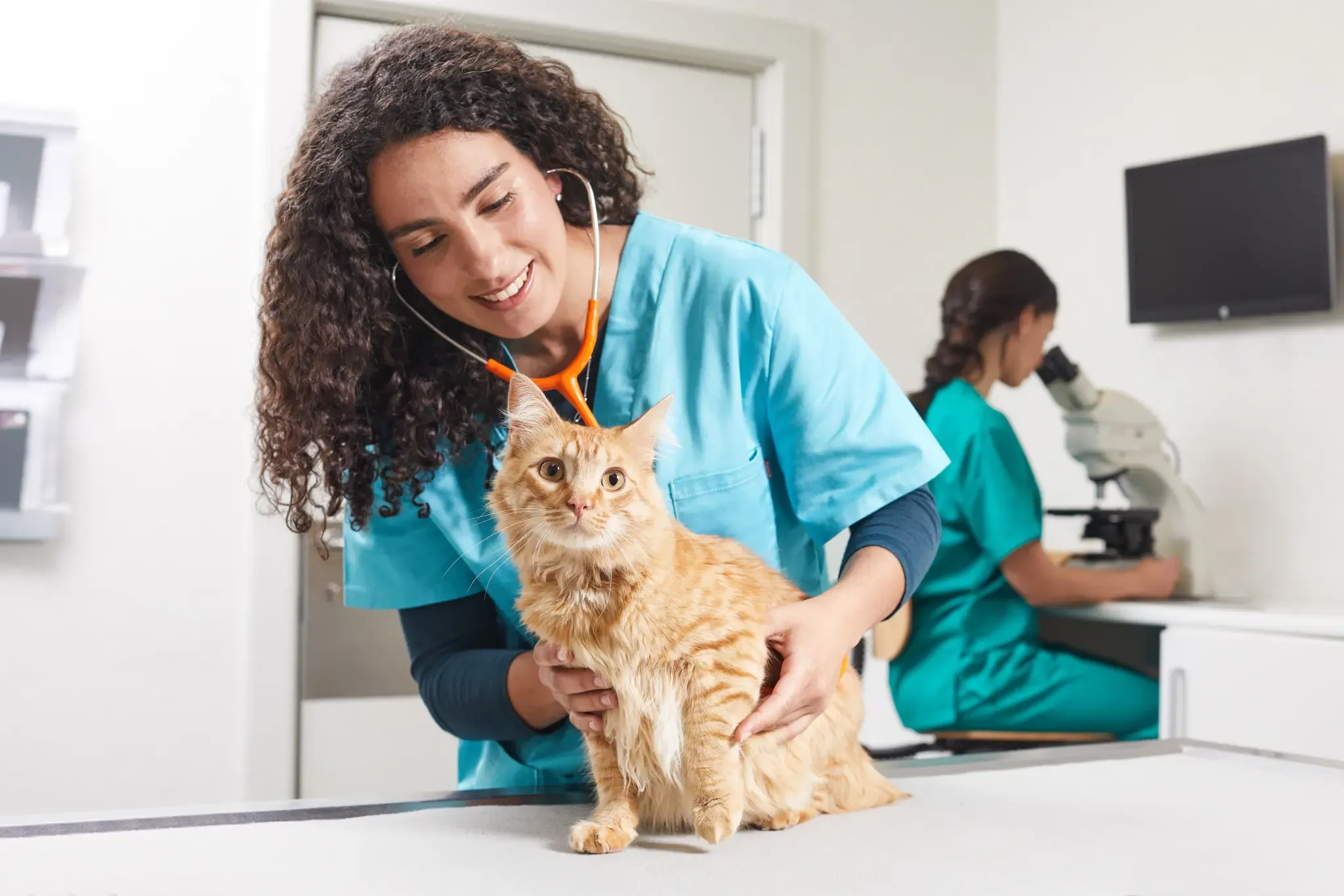Cancer in cats: neoplasms