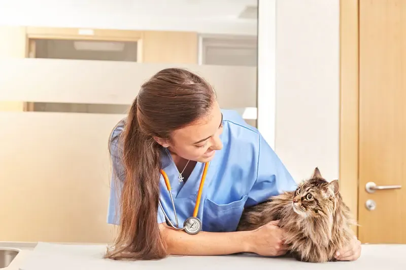 Cats and pregnancy: Pregnancy prevention using aglepristone