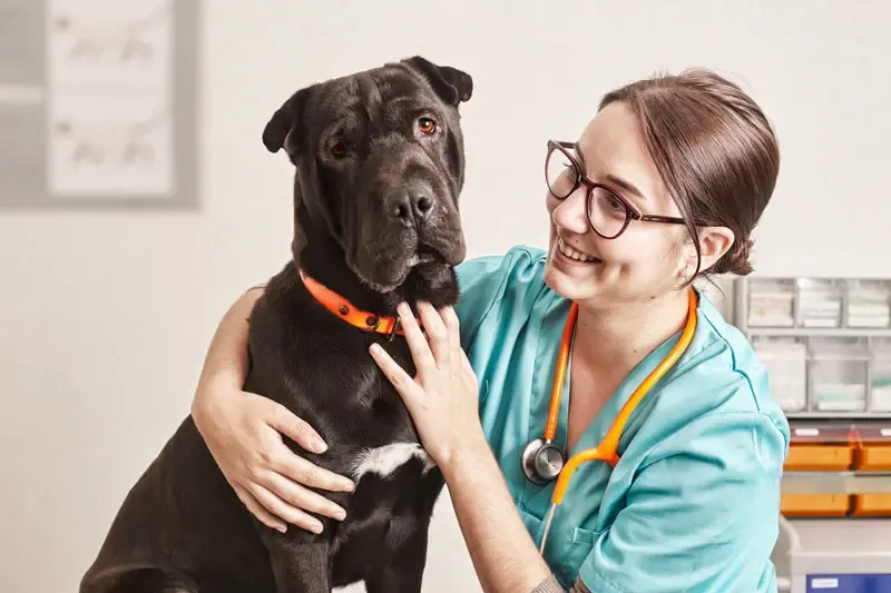 Il ruolo del nutrizionista per cani: perché alcune malattie richiedono una terapia dietetica?