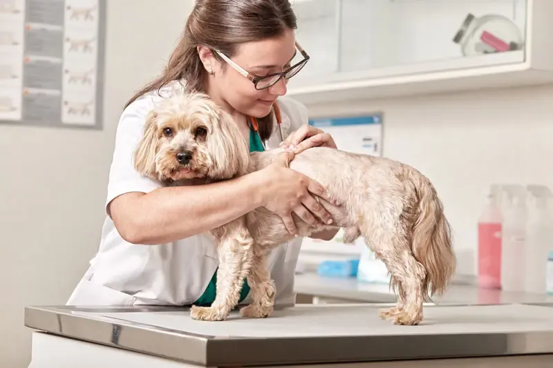 Seborreia em cães: diagnóstico e tratamento