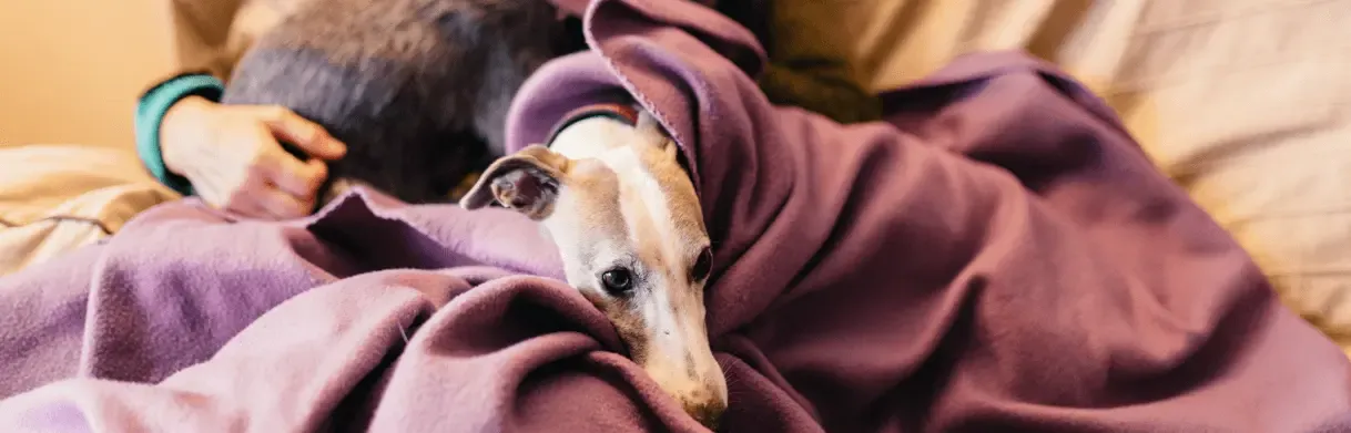 Embarazo psicológico perro: tratamiento de mastitis en pseudogestación