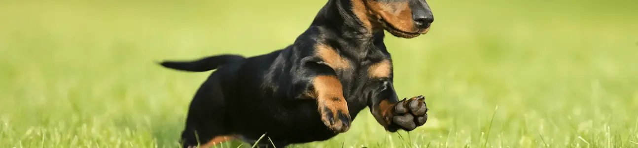 L’arthrose chez le chien et le chat : traitement médicamenteux