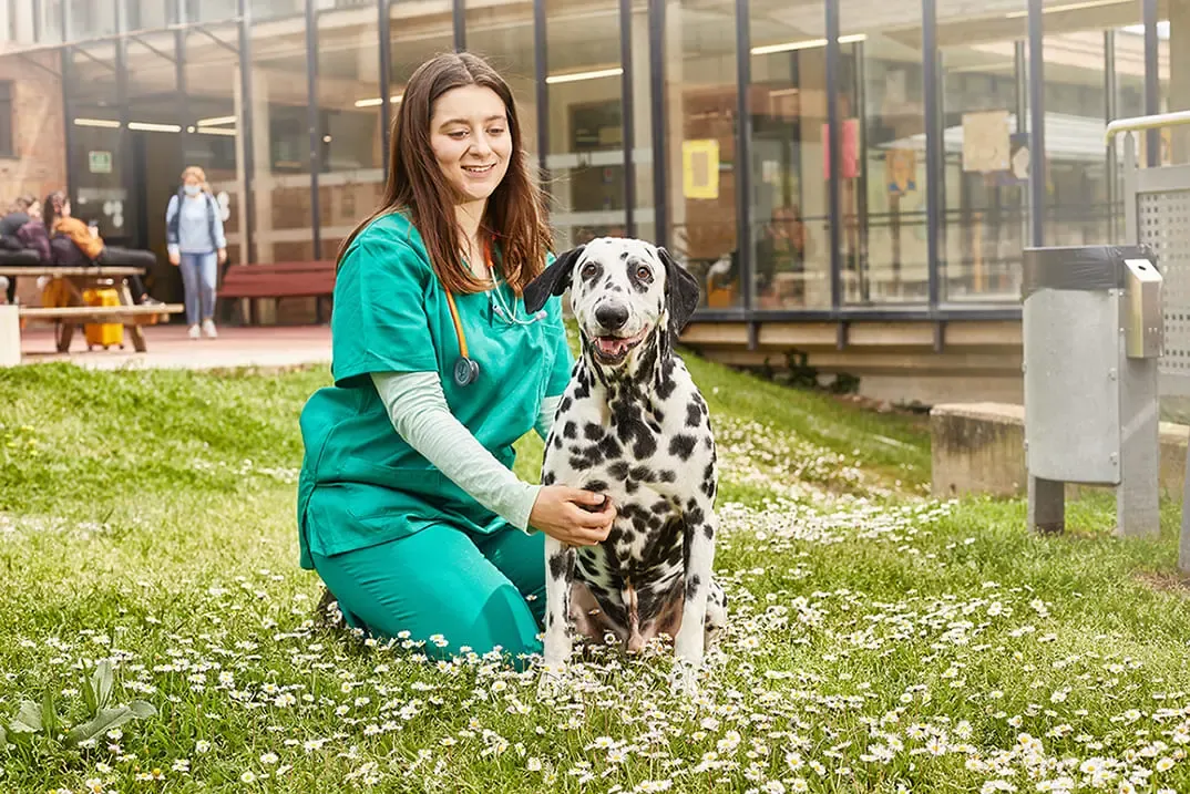 The importance of fibre in dog food