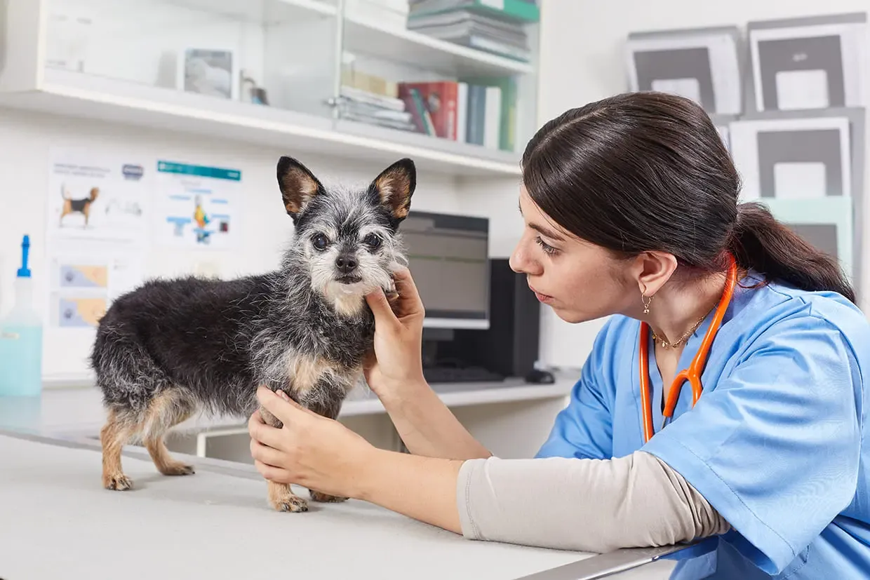 Dog and cat foods (“animal feeds”) with hydrolysed protein