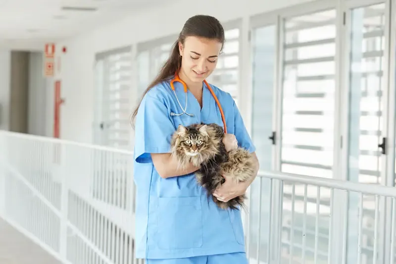 Feline triaditis and pancreatitis: causes, diagnosis and treatment