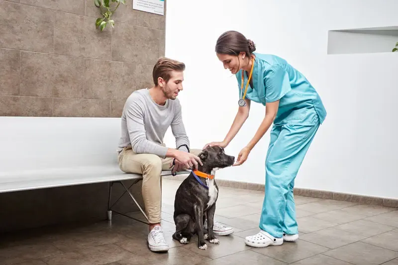 Adoção de animais: Guia do adotante de cachorro