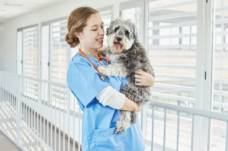 Endoscopia em cães: aplicações em nefrologia e urologia clínica