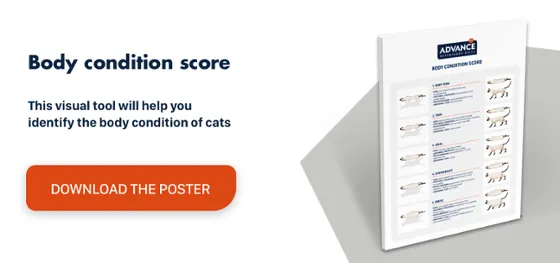 Body condition score - cats