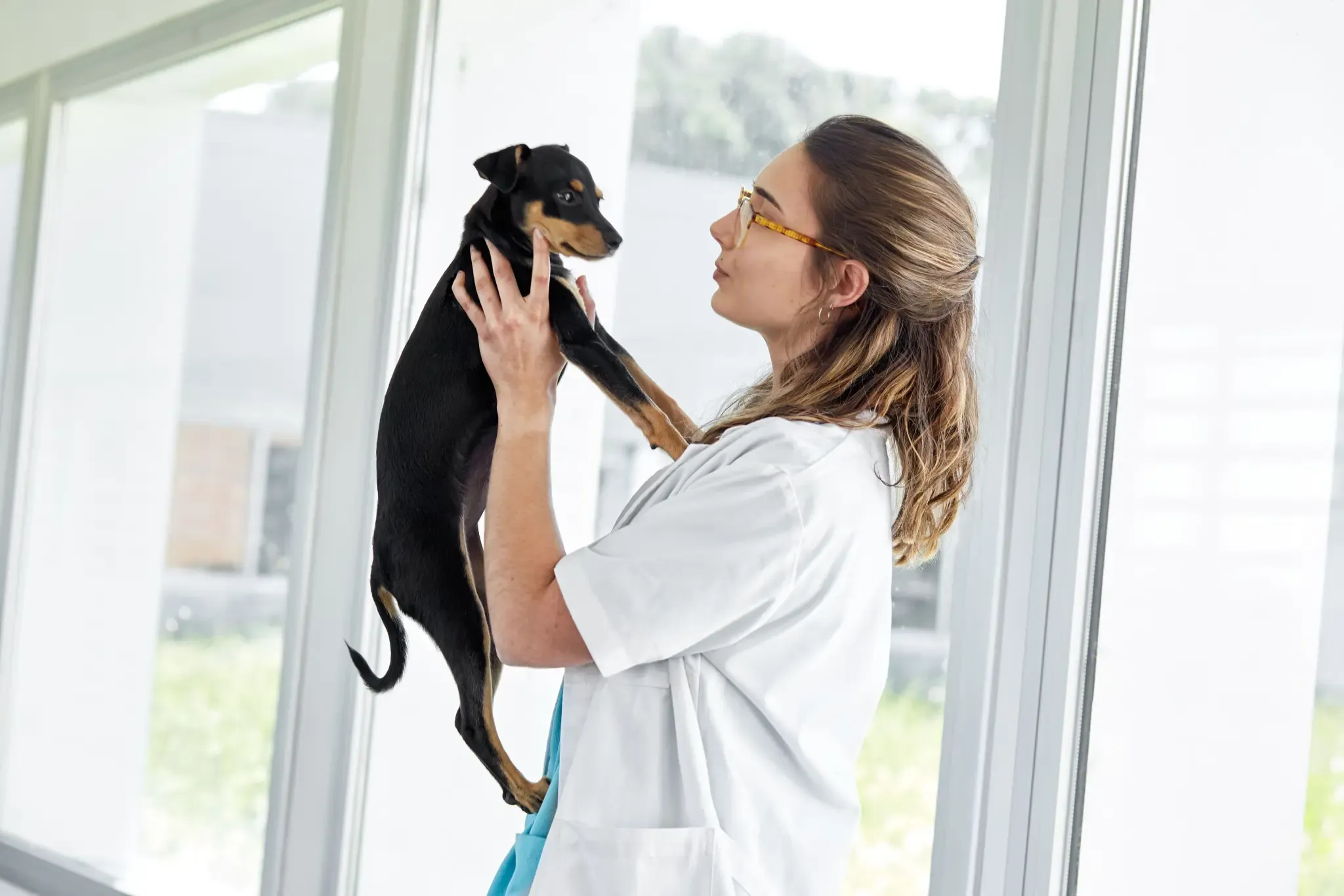 Uso de doxiciclina en perros y gatos