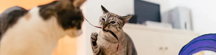 Gatto aggressivo: come individuare i modelli comportamentali