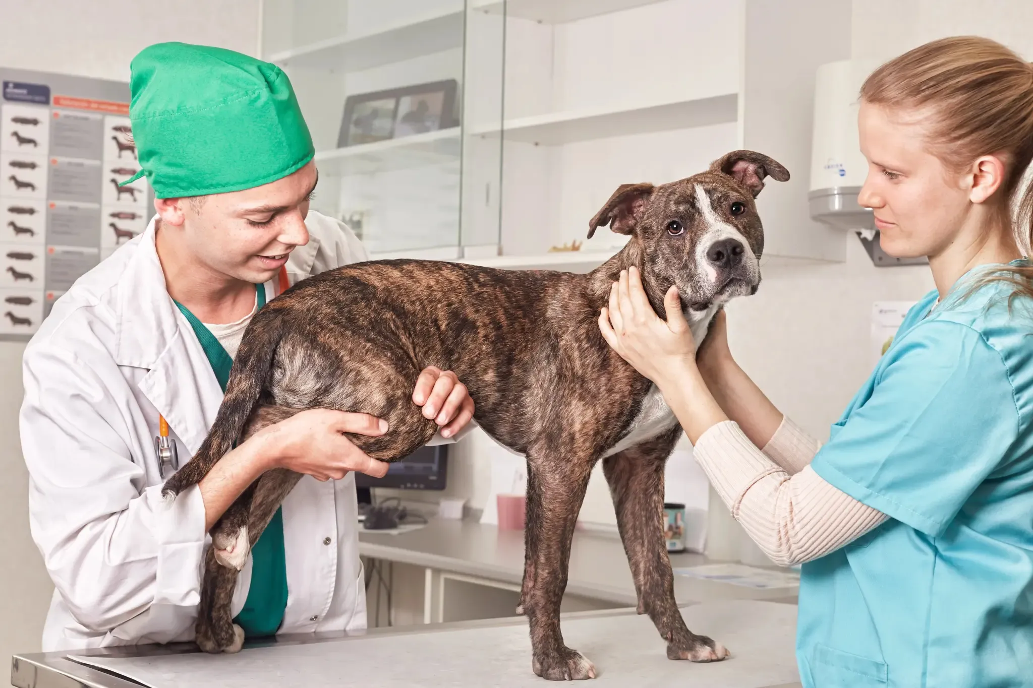 Claves diagnósticas del hiperadrenocorticismo en perros