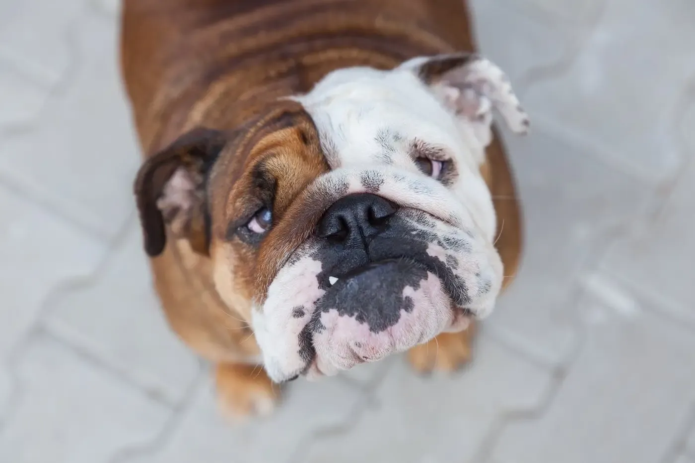 Tigna cane o dermatofitosi canina.