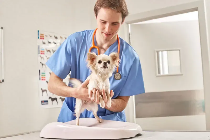 E-learning : Présentation d'un cas clinique de dysplasie chez le chien