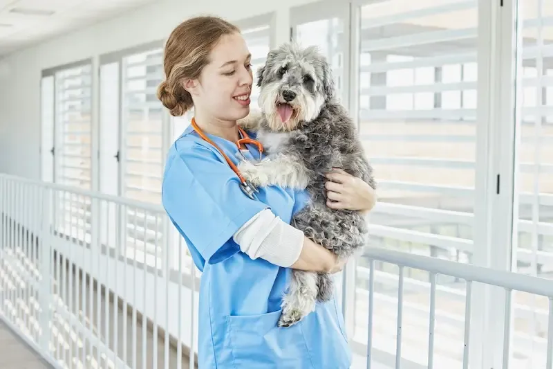¿Qué deberíamos hacer como clínicos cuando detectamos agresividad en perros?