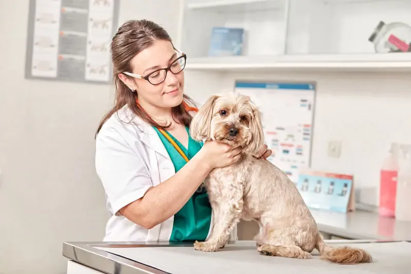 Condroprotetores em cães: efeito do ácido zoledrónico