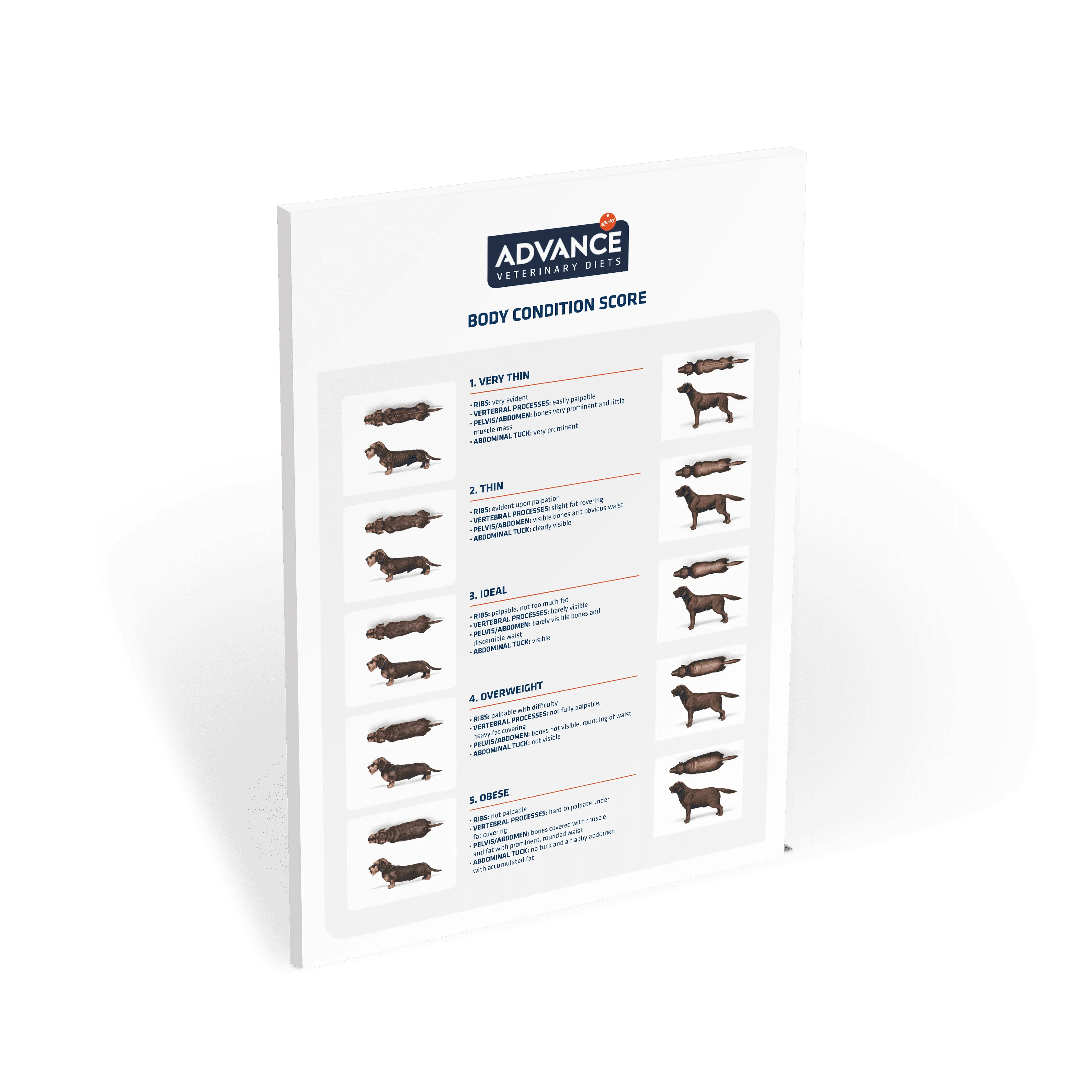 Poster_AFFINITY_CondicionCorporal_Perros_090919_EN Poster_AFFINITY_CondicionCorporal_Perros_090919_EN