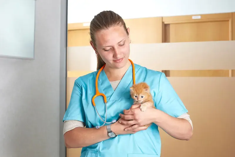 Dermatite chez le chat : causes possibles de la dermatite miliaire féline