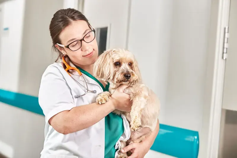 Hémangiosarcome chez le chien : quel taux de survie après une résection chirurgicale ?