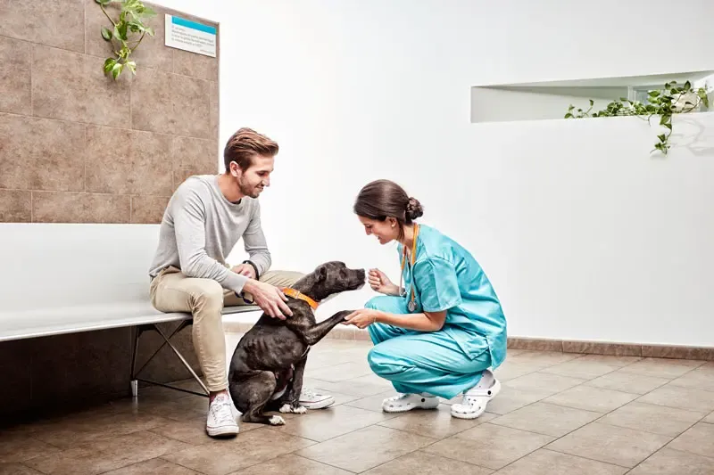 Avaliação radiológica da cardiomegalia em cães