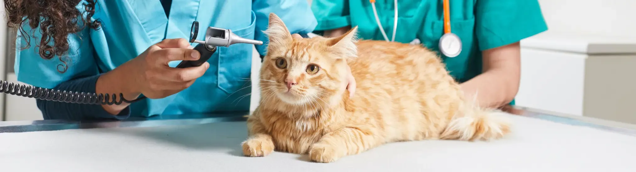 Quelle est la meilleure nourriture pour chats (croquettes) ? Quelle est la meilleure nourriture pour chats (croquettes) ?