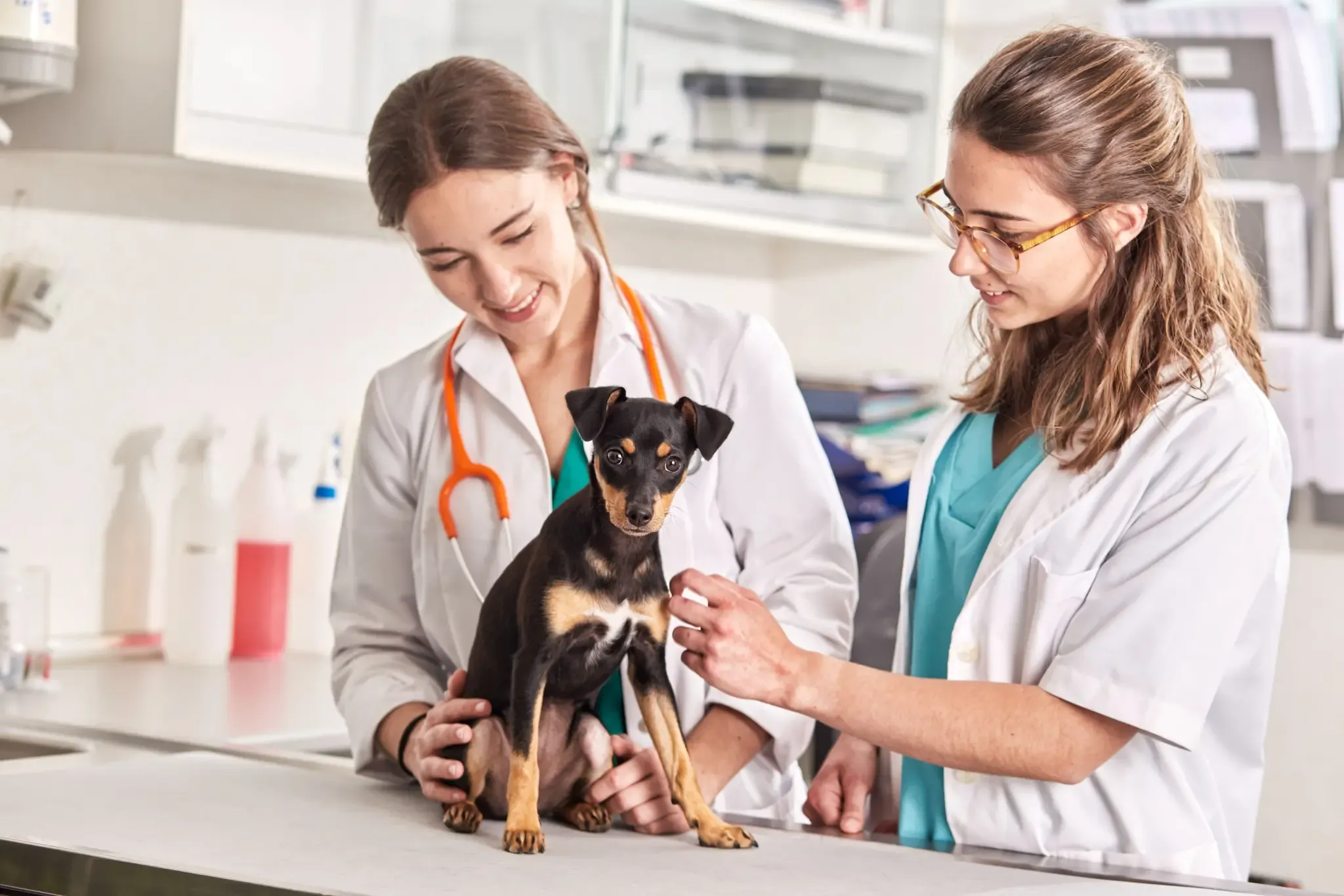 High creatinine in dogs. How should it be approached?