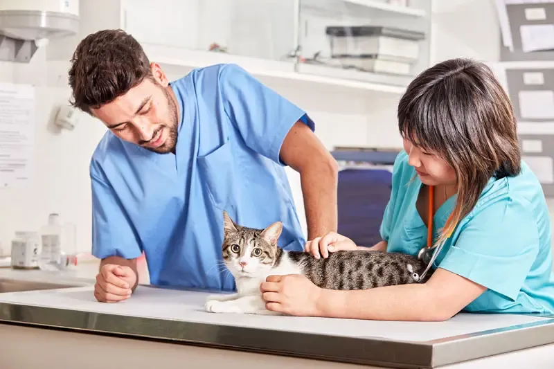 Castration in cats and the possible consequences; how to approach each case.