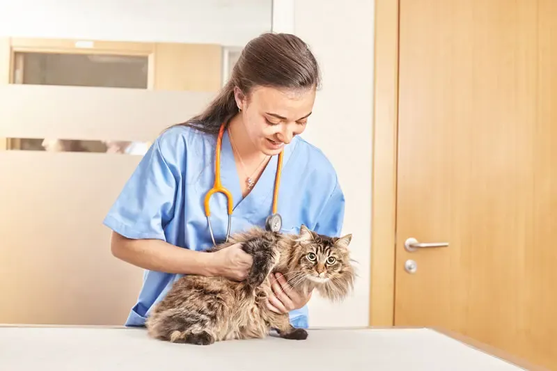 Patellar luxation in cats: classification and treatment guidelines