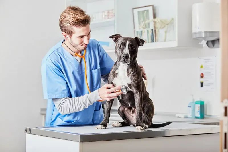 Insuficiência renal em cães após a ingestão de passas ou uvas