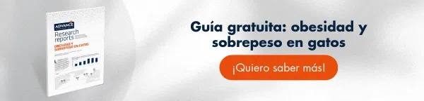 Informe: Obesidad y Sobrepeso en gatos - Cómo combatir la enfermedad