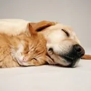 Close-up of a dog and cat sleeping together Close-up of a dog and cat sleeping together