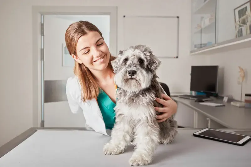 Sang dans les selles du chien : rôle du circovirus canin