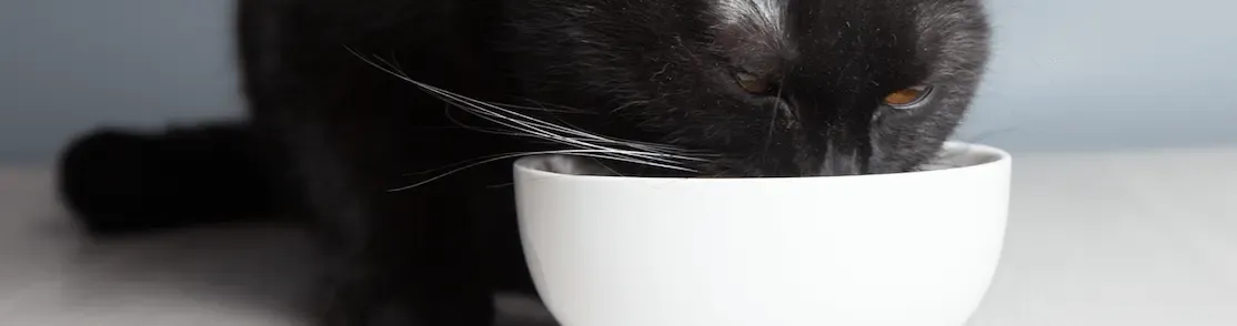Quanto e cosa devono mangiare i gatti